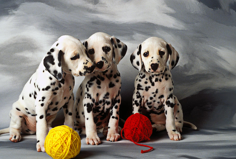 Dalmatian Puppies Playing With Woolen Balls