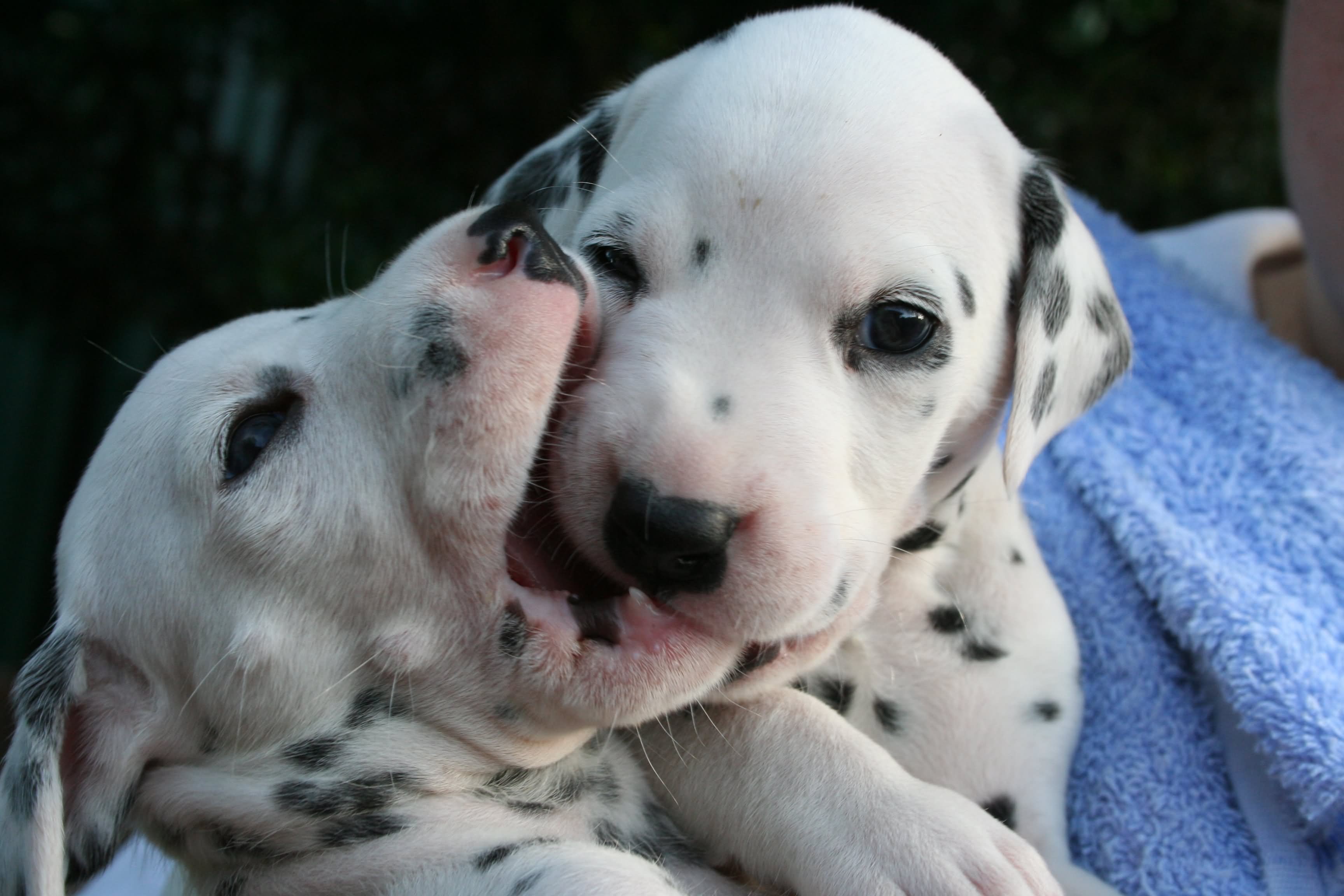 Dalmatian Puppies Playing