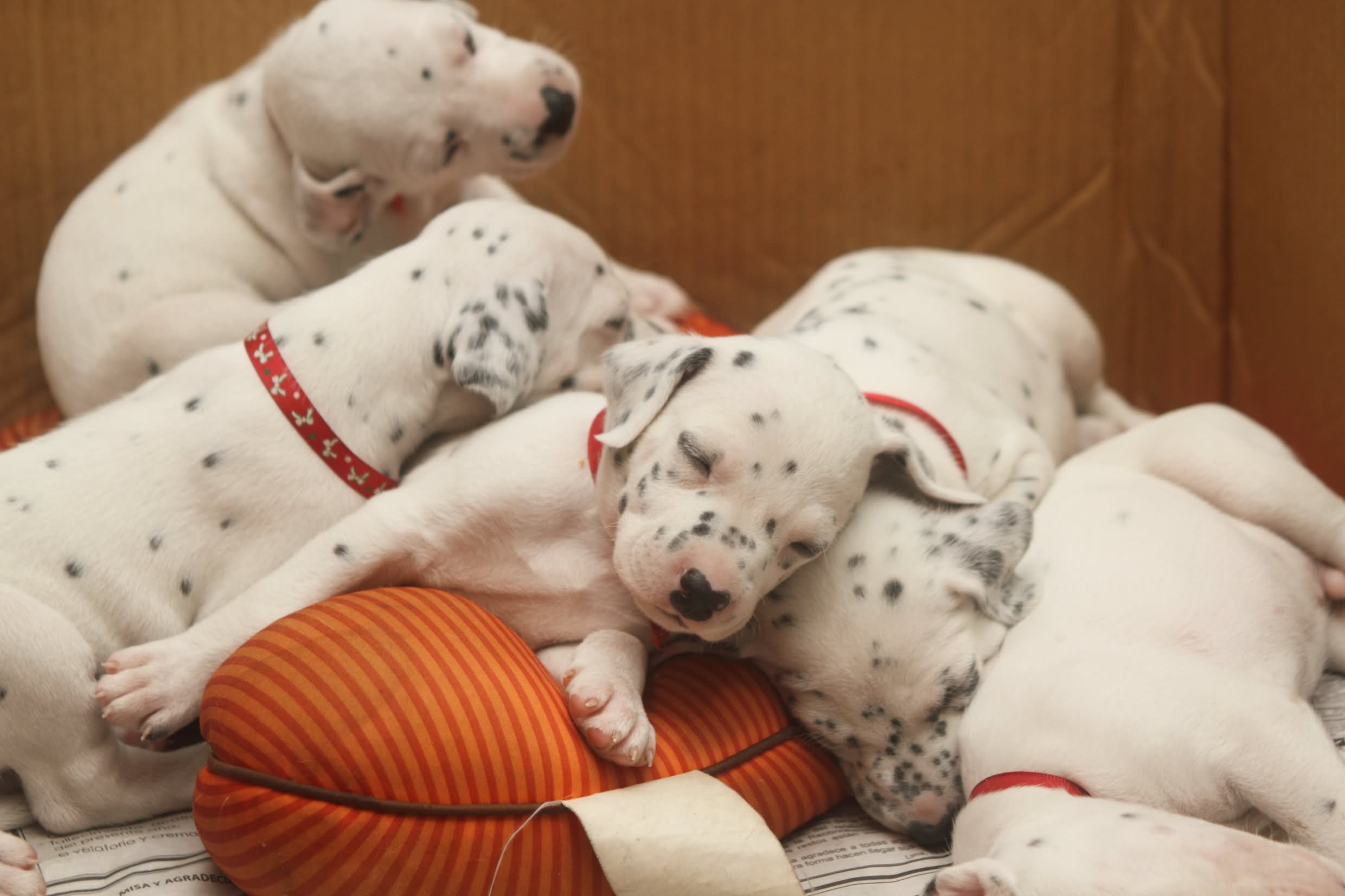 Dalmatian Puppies Sleeping