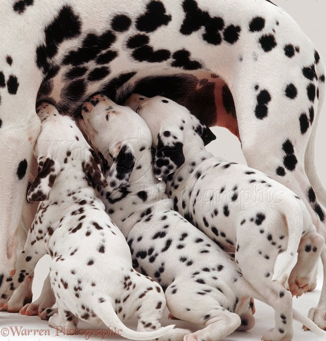 Dalmatian Puppies Suckling