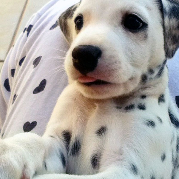 Dalmatian Puppy Closeup Picture