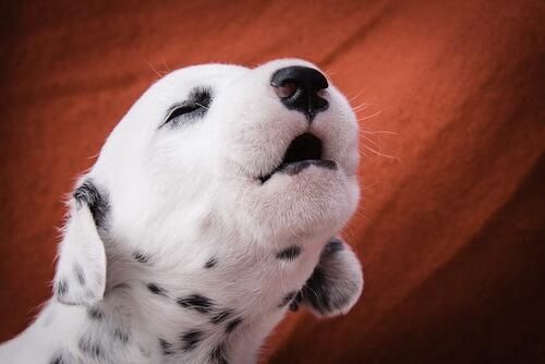Dalmatian Puppy Howling Picture