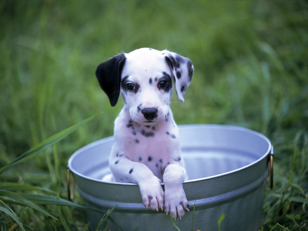 Dalmatian Puppy In Basket