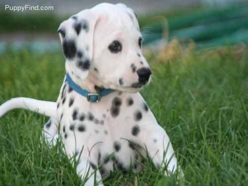 Dalmatian Puppy Sitting In Grass