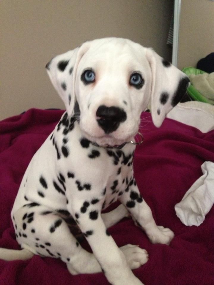Dalmatian Puppy Sitting On Bed