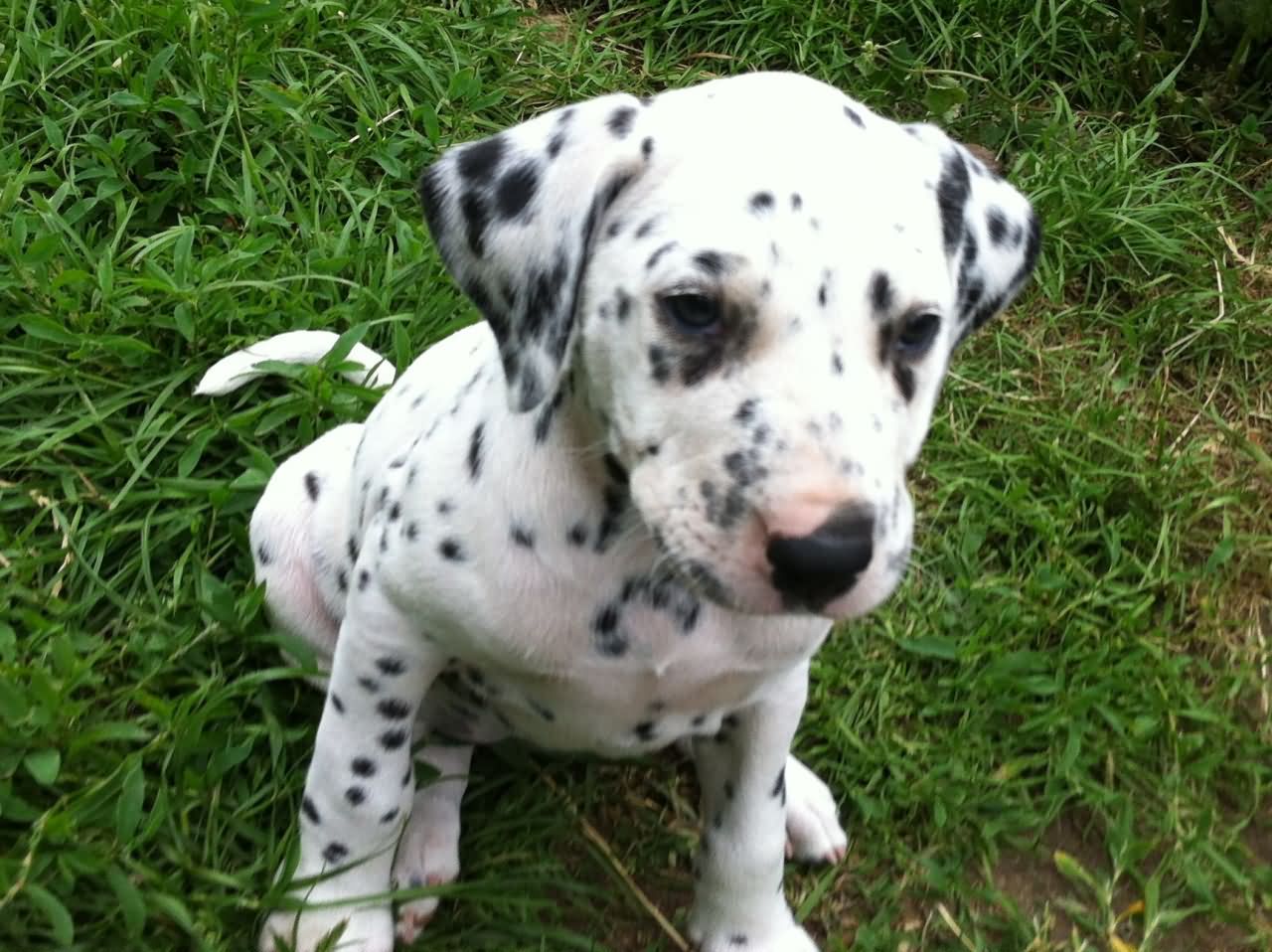 Dalmatian Puppy Sitting On Grass Picture