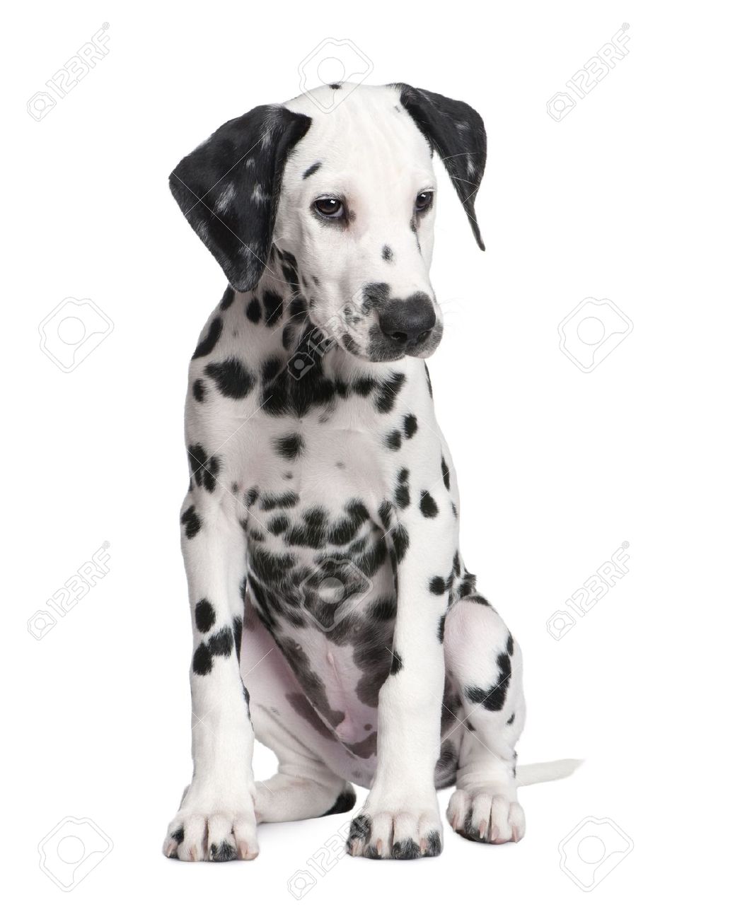 Dalmatian Puppy Sitting Photo