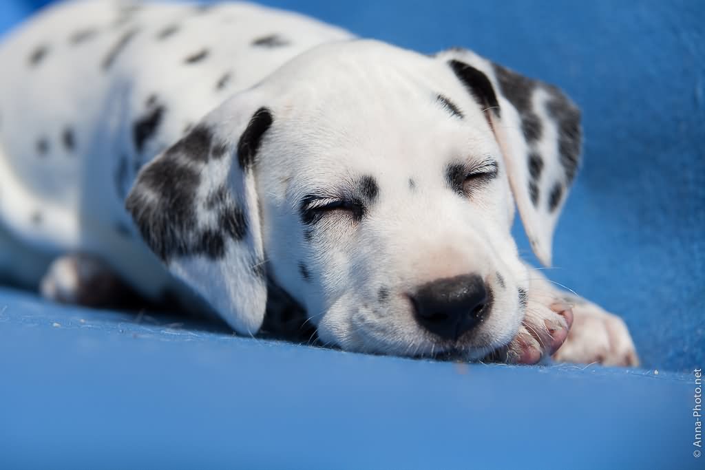 Dalmatian Puppy Sleeping