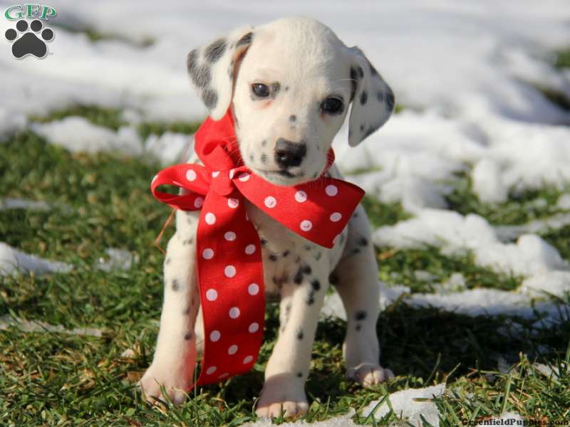 Dalmatian Puppy With Red Bow