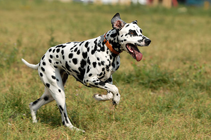 Dalmatian Running Through Field
