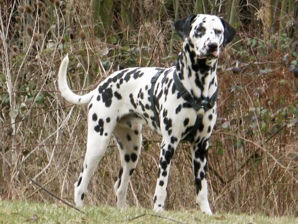 Dalmatian Dog Breed Picture