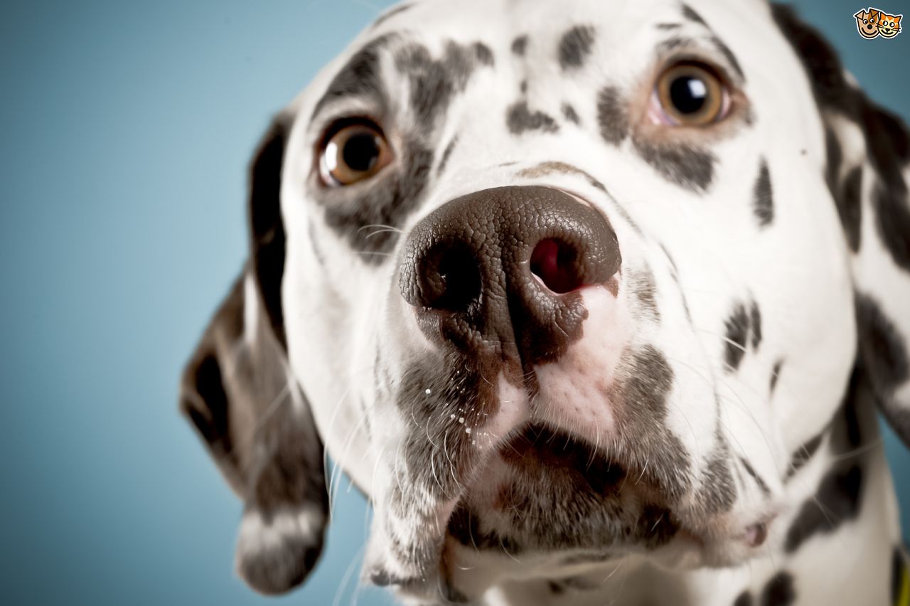 Dalmatian Dog Closeup Picture