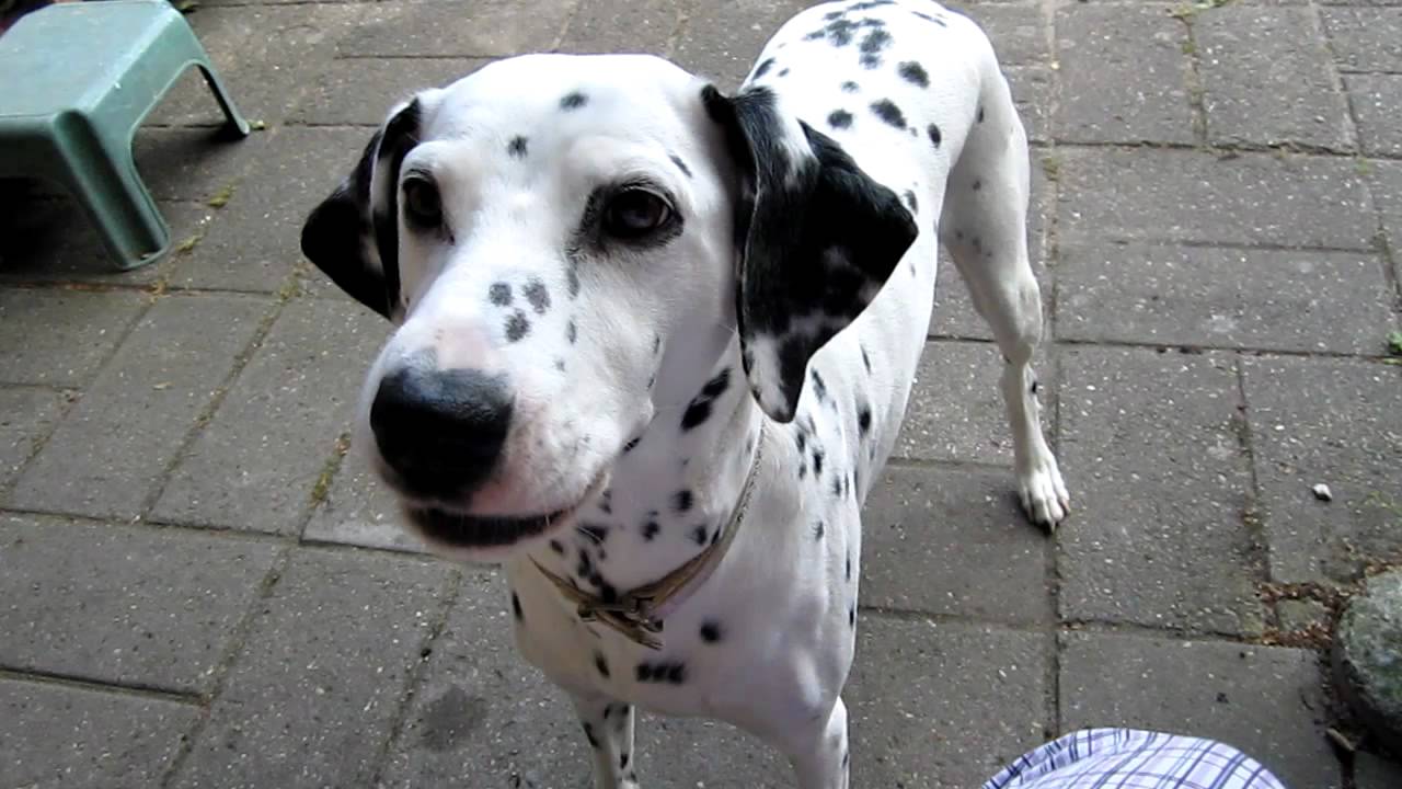 Dalmatian Dog Image