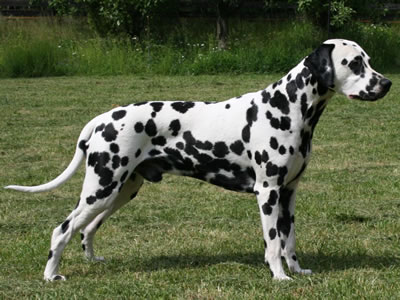 Dalmatian Dog In Garden Picture