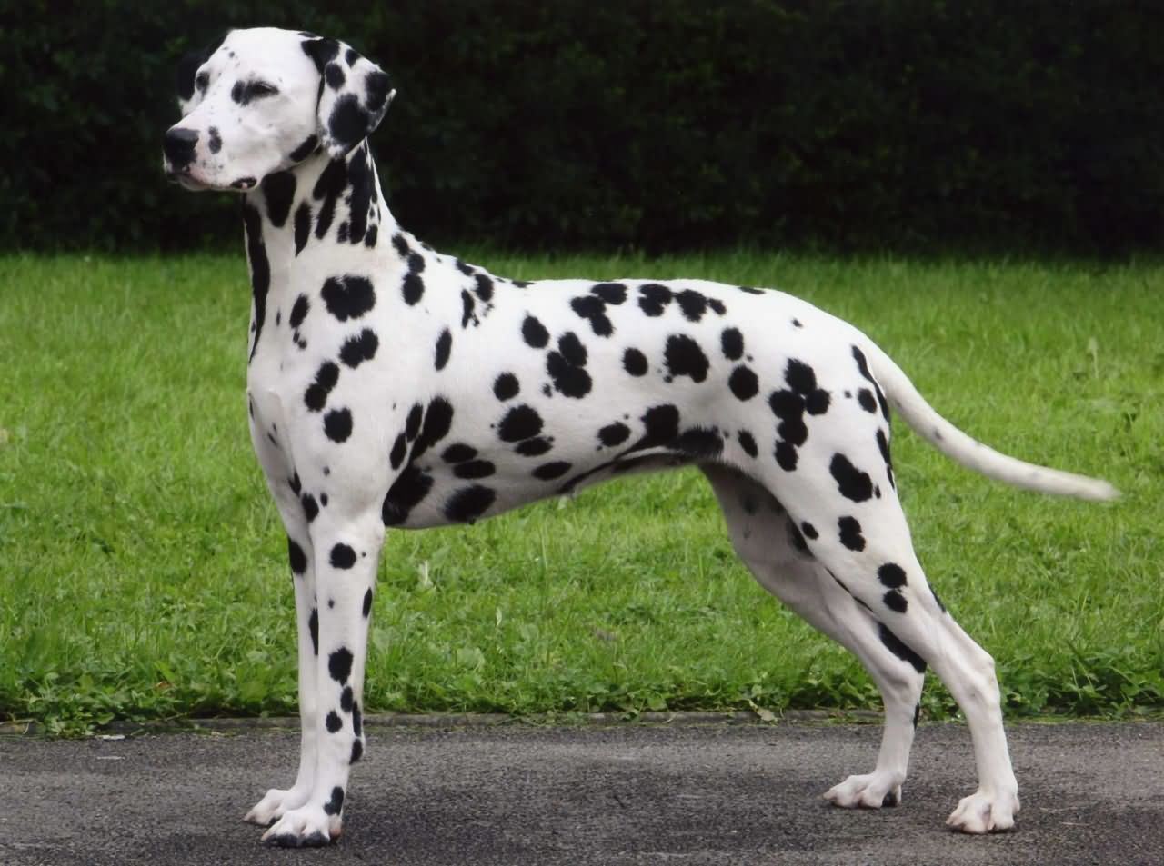 Dalmatian Dog In Garden