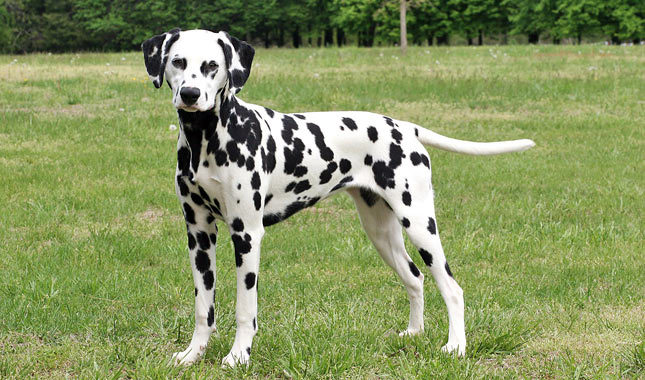 Dalmatian Dog In Park