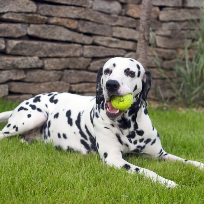 Dalmatian Dog Playing With Ball