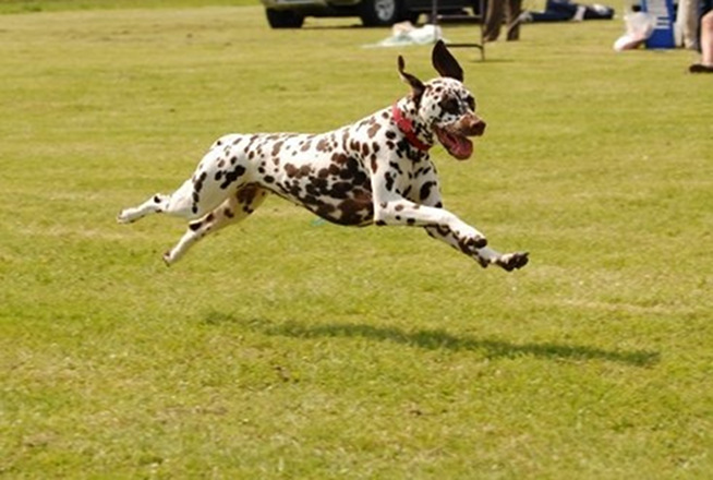 Dalmatian Dog Running Picture
