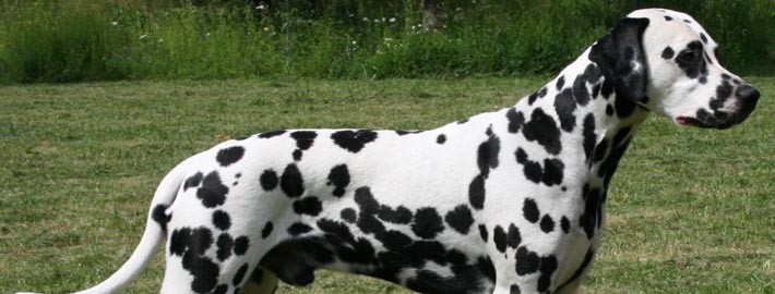 Dalmatian Dog Side Pose Picture