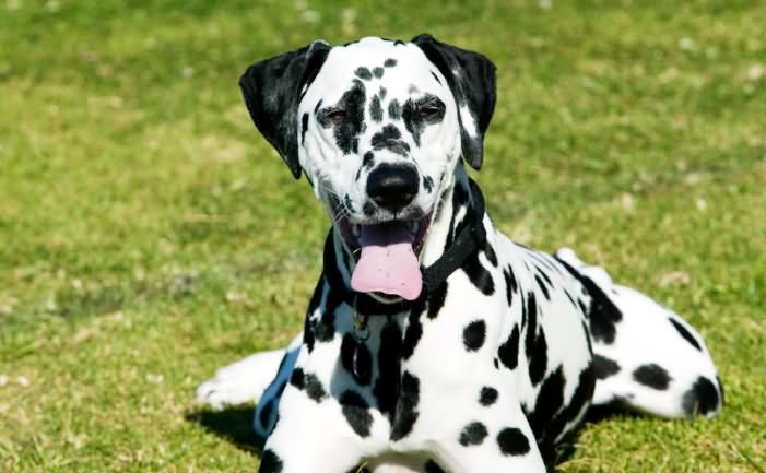 Dalmatian Dog Sitting On Grass