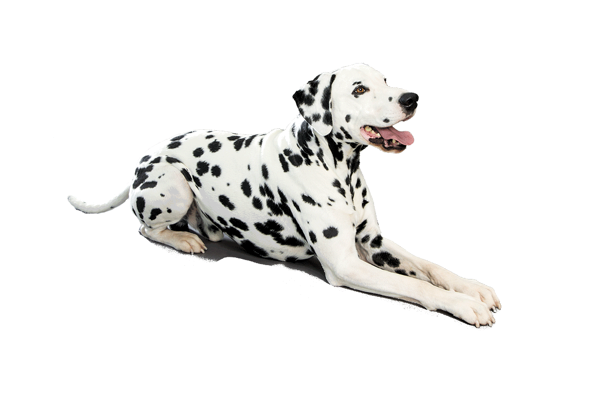Dalmatian Dog Sitting