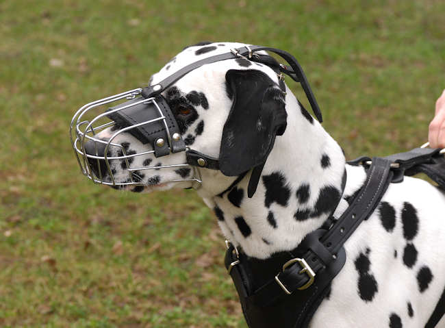 Dalmatian Dog Wearing Steel Muzzle