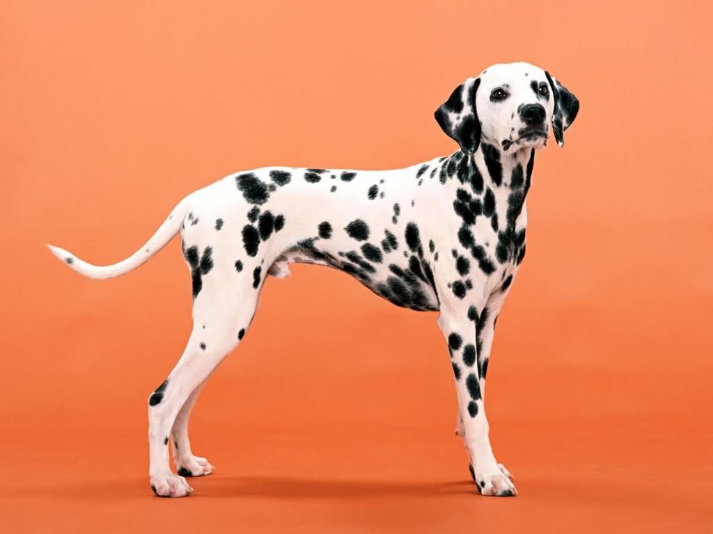 Dalmatian Dog With Orange Background Wallpaper