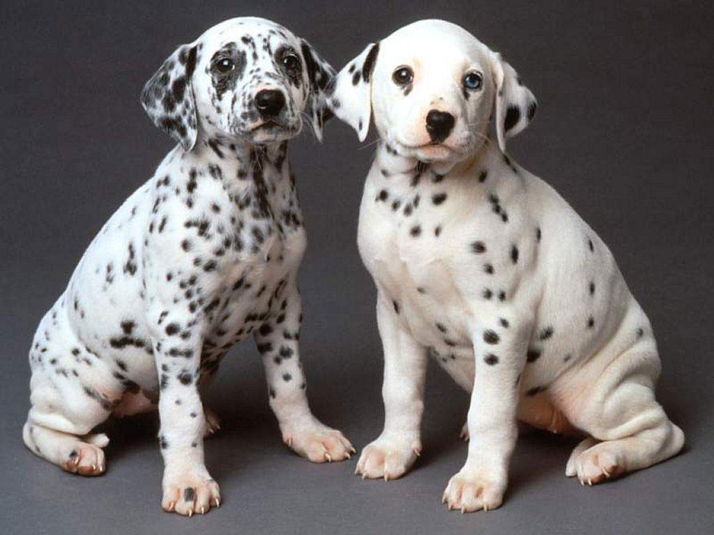 Dalmatian Puppies Sitting