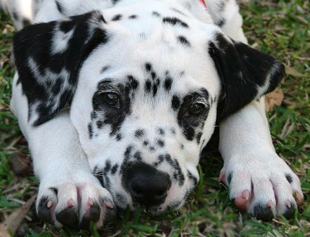 Dalmatian Puppy Laying On Grass
