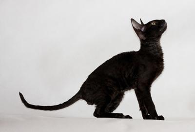 Dark Black Cornish Rex Cat