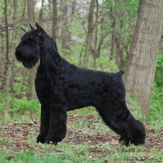 Dark Black Giant Schnauzer Dog In Forest
