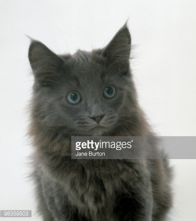 Dark Grey Turkish Angora Cat Face