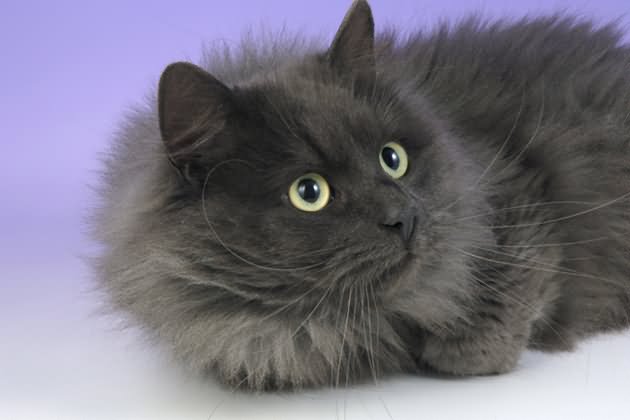 Dark Grey Turkish Angora Cat Laying
