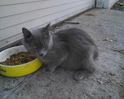 Dark Grey Turkish Angora Kitten Eating Food