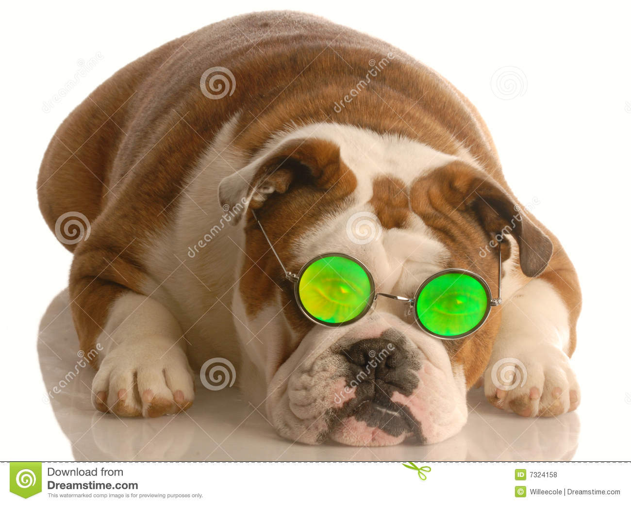 Dog Wearing Funny Glasses