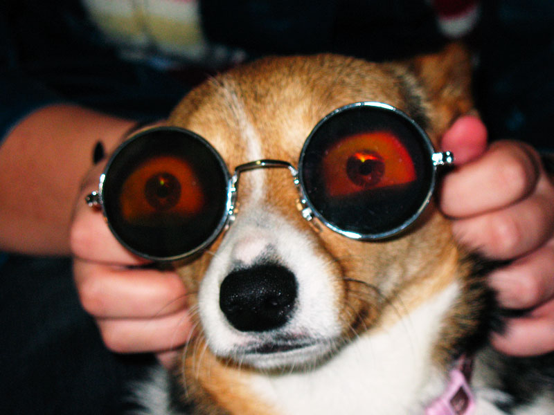 Dog With Fake Eyeball Glasses