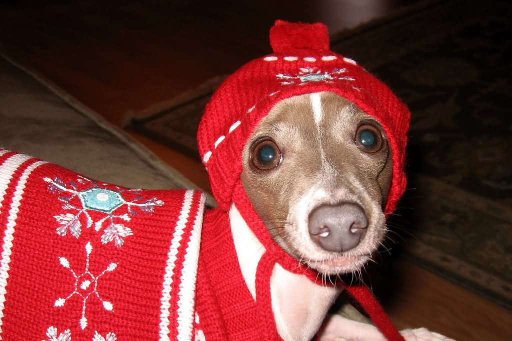 Dog With Funny Red Sweater And Cap
