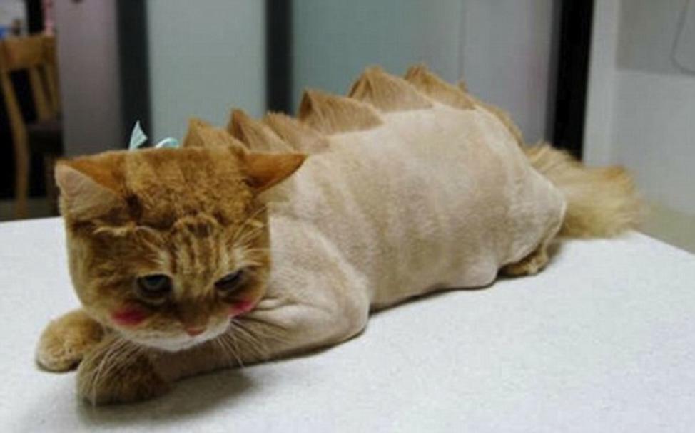 Dragon Cat Funny Shaved Picture