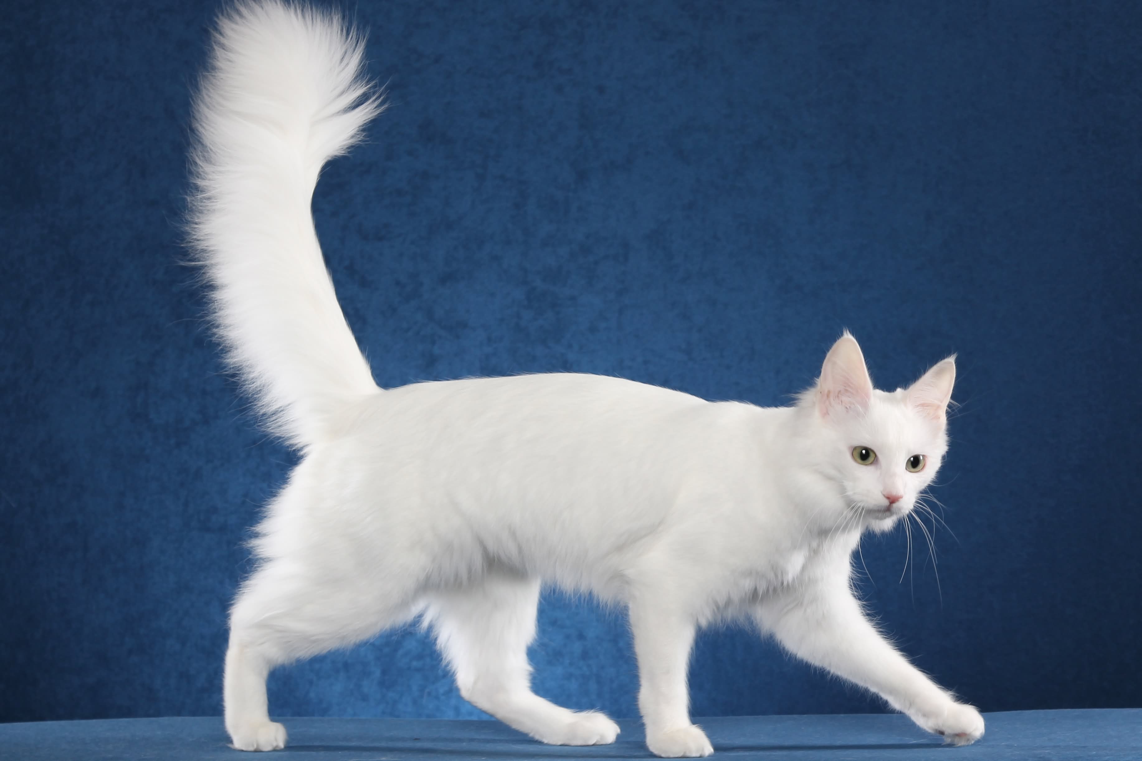 Elegant White Turkish Angora Cat With Big Tail