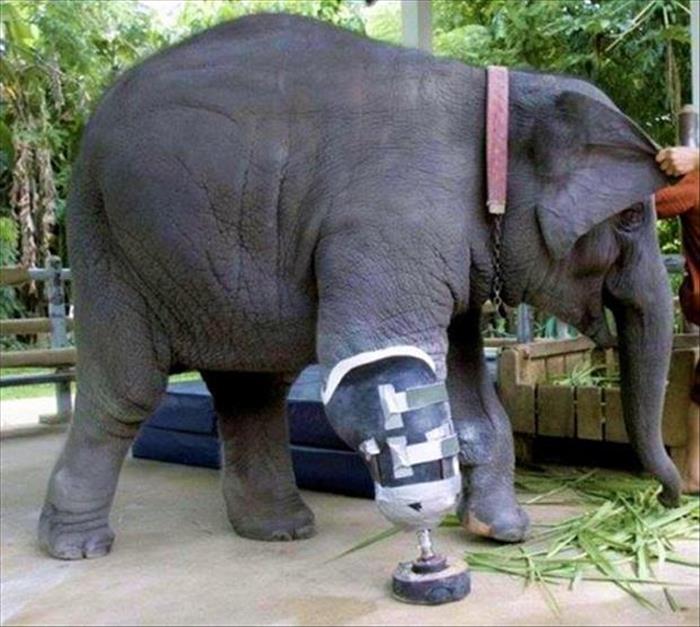 Elephant Prosthetic Leg Fix With Duct Tape Funny Image