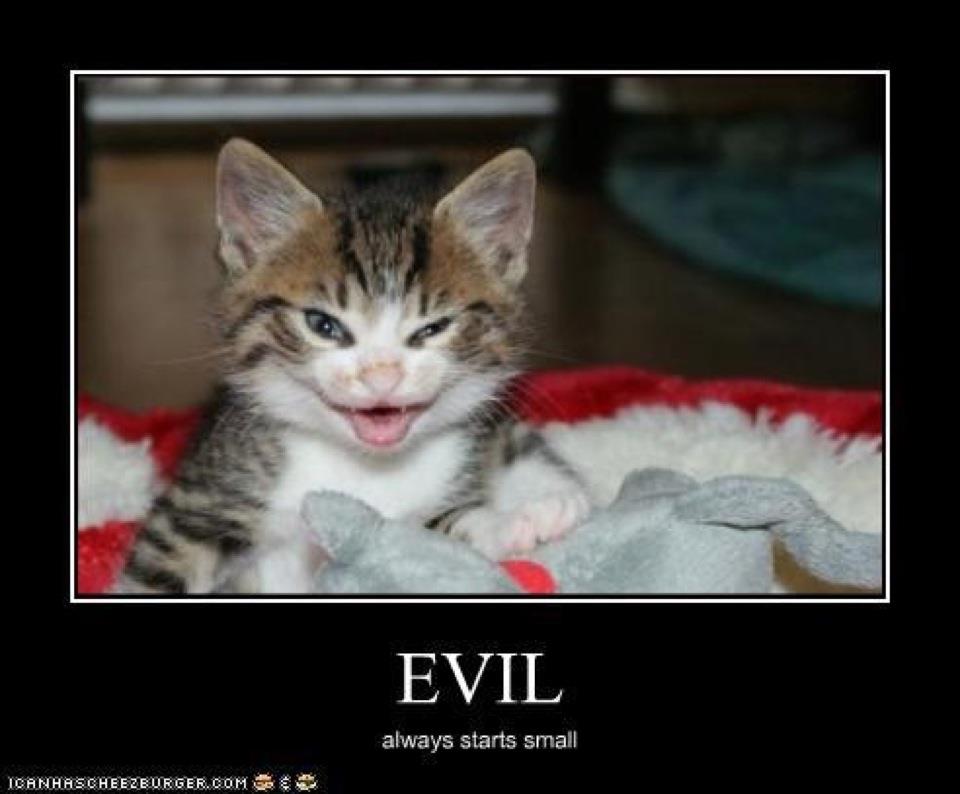 Evil Always Starts Small Funny Kitten