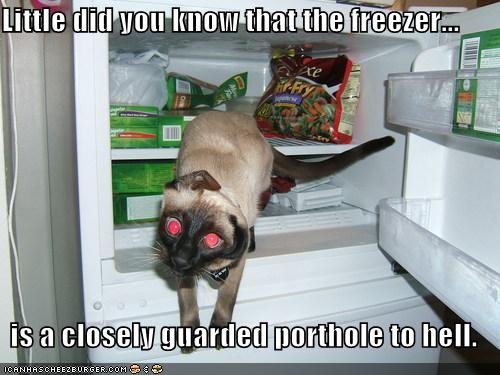 Evil Dog In Refrigerator Funny Picture