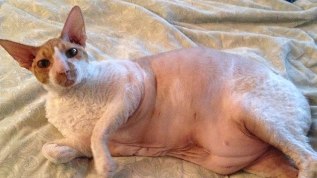 Fat Cornish Rex Cat Grooming