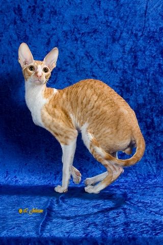 Fawn And White Cornish Rex Cat Picture