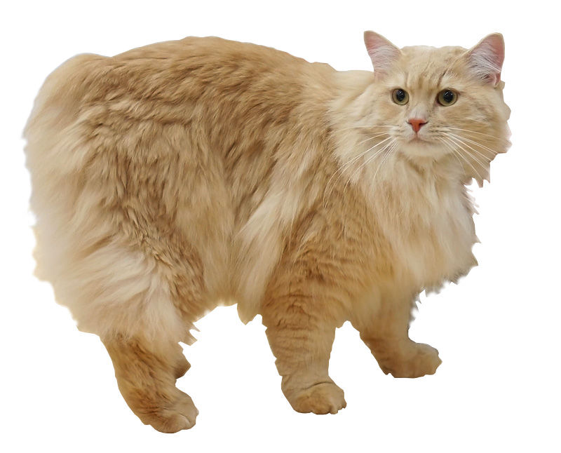Fawn Long Hair Cymric Cat