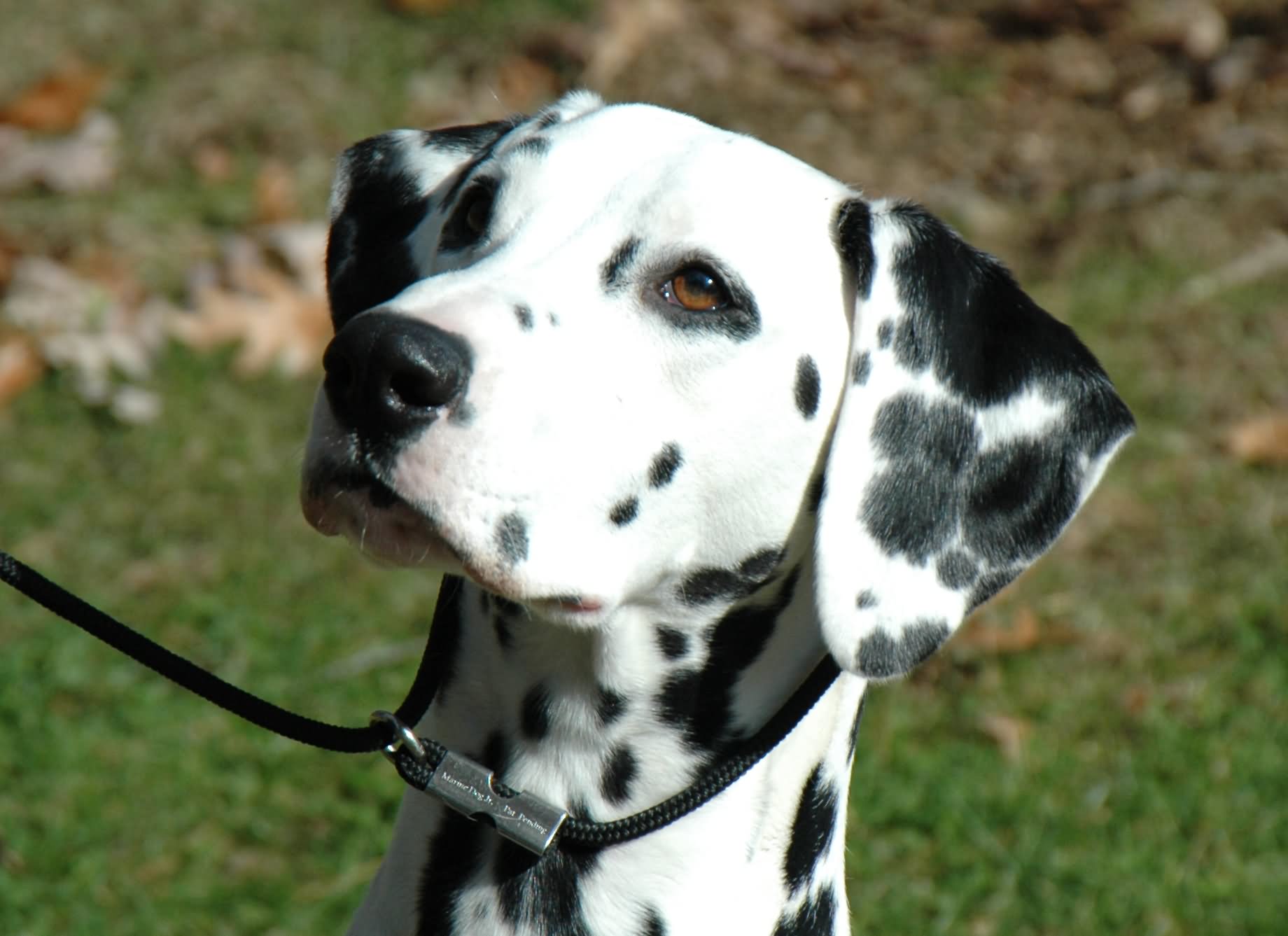 Female Dalmatian Dog Face