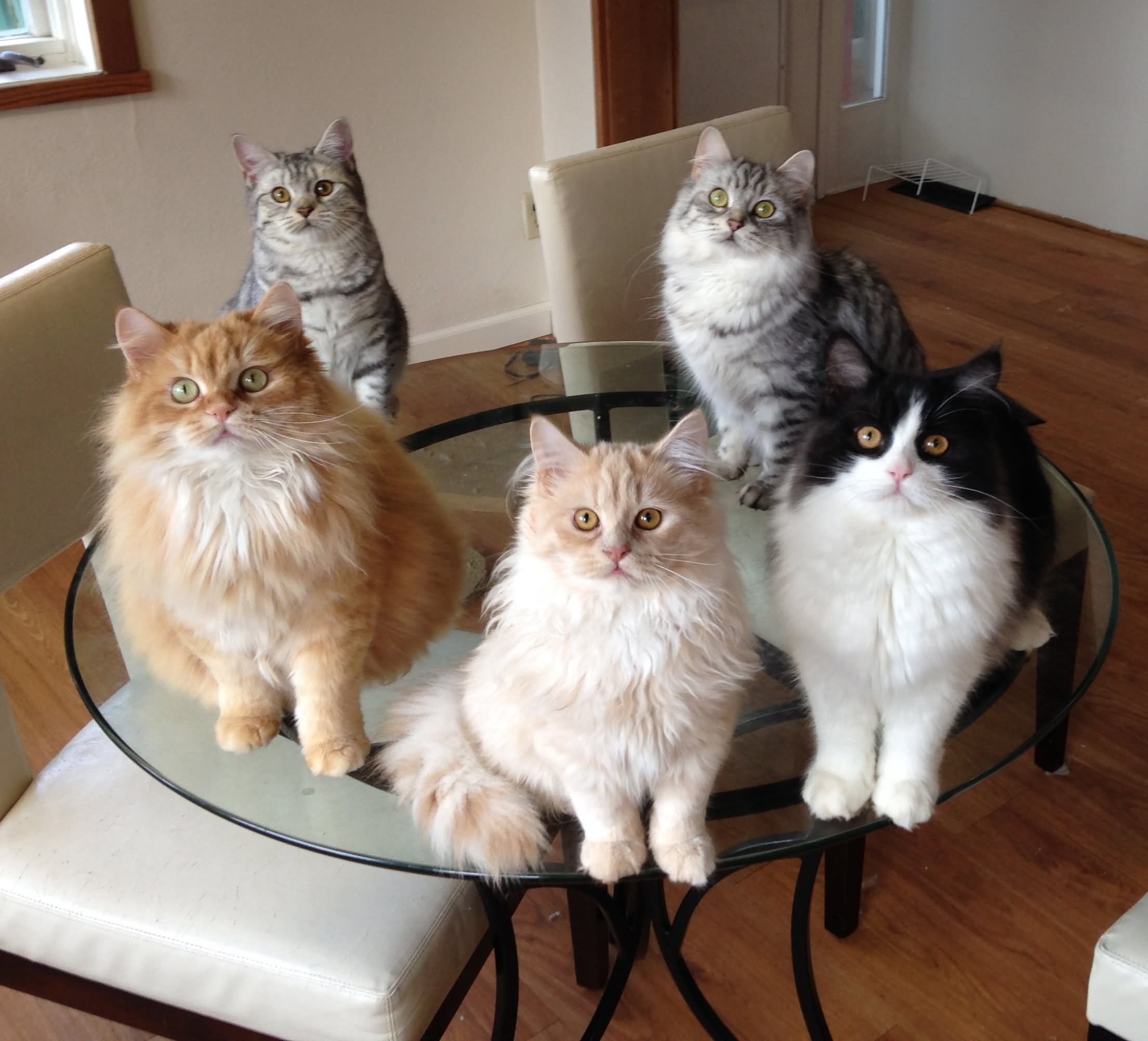 Five Cymric Cat Sitting On Table
