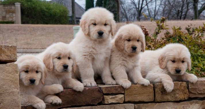 Five Golden Retriever Puppies Image
