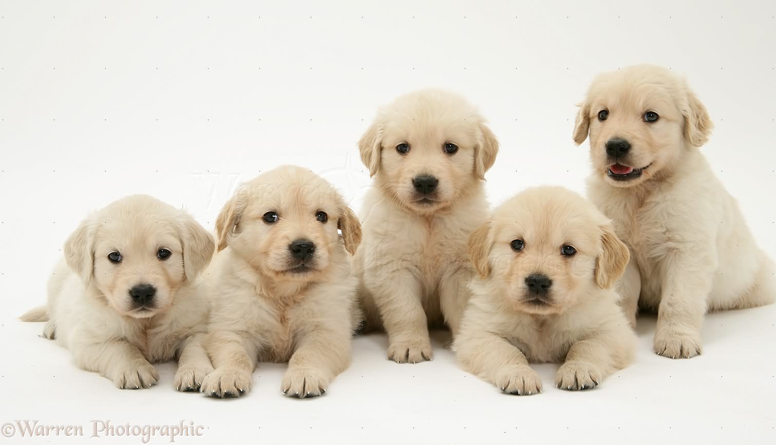 Five Golden Retriever Puppies Sitting