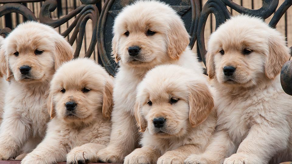 Five Golden Retriever Puppies